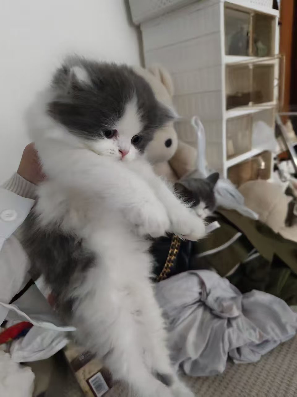 蓝白幼崽，可爱活泼，性格好，黏人。